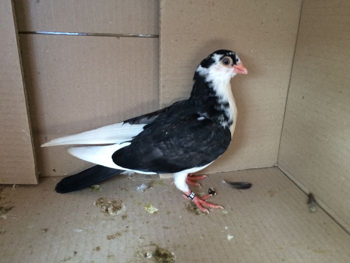 12161_1 - tineret 2016