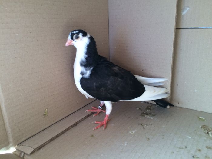 12161_2 - tineret 2016