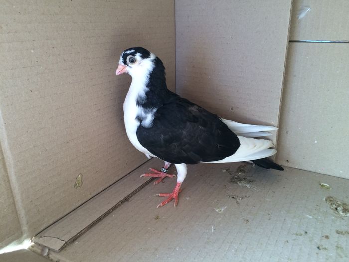 12161_3 - tineret 2016