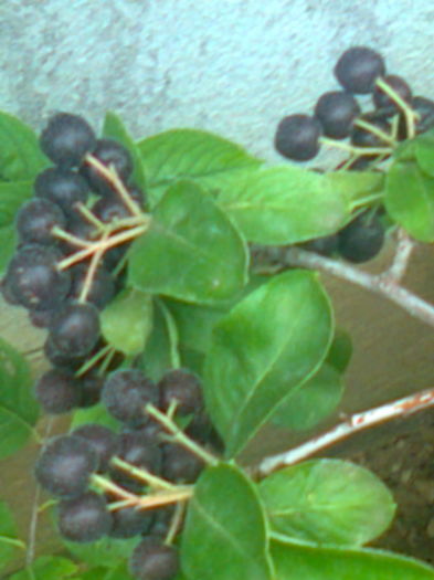 Aronia Hugin.19.07.2016 - Gradina mea
