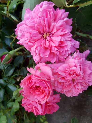  - Frumosul roz urcator