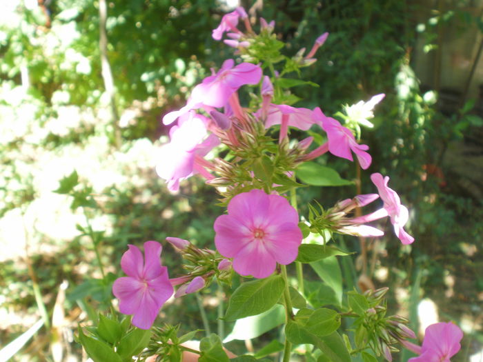  - Phlox