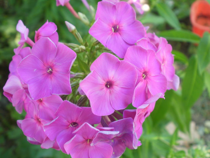  - Phlox