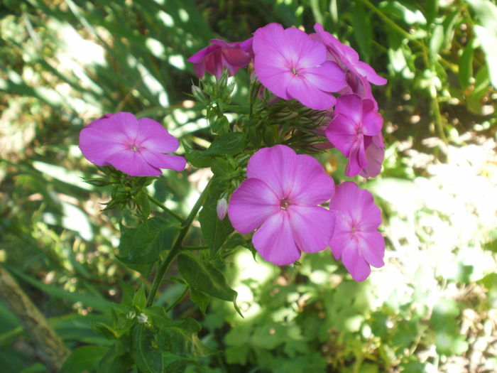  - Phlox