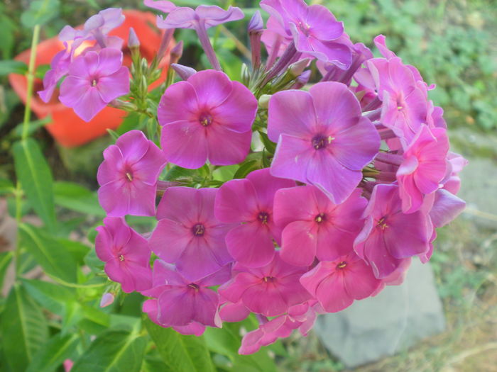  - Phlox