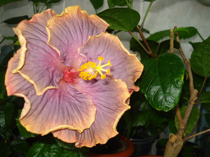 DSC05267 - Hibiscus Gator Pride