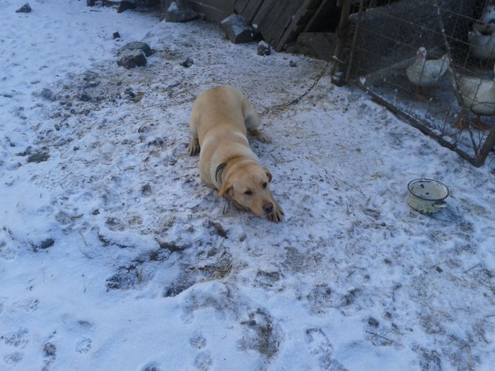 Fotografie0024(1) lassie