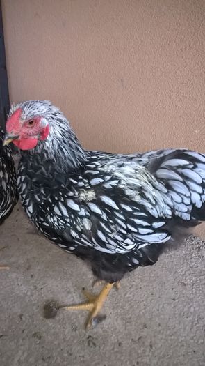 WP_20160713_17_31_18_Pro - Wyandotte argintiu