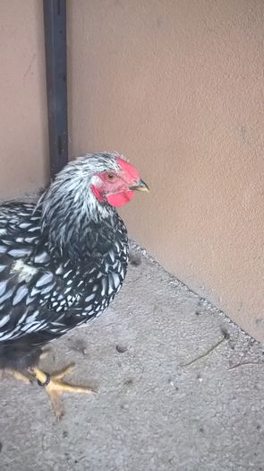 WP_20160713_17_31_36_Pro - Wyandotte argintiu