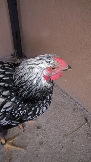 WP_20160713_17_31_46_Pro - Wyandotte argintiu