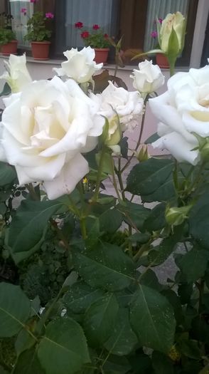 WP_20160719_20_58_37_Pro - Trandafiri 2016