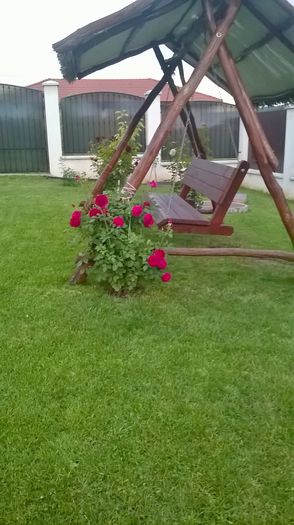 WP_20160719_20_56_33_Pro - Trandafiri 2016