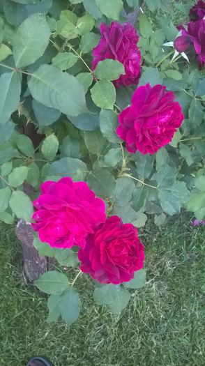 WP_20160719_20_55_51_Pro - Trandafiri 2016