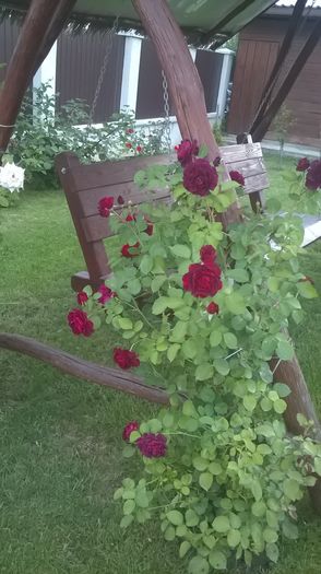 WP_20160719_20_55_12_Pro - Trandafiri 2016