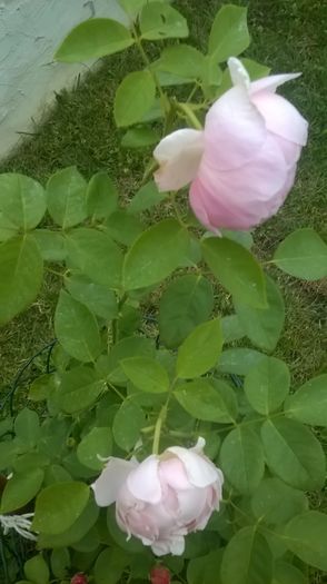 WP_20160719_20_54_30_Pro