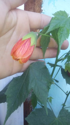 20.07.16 - Abutilon