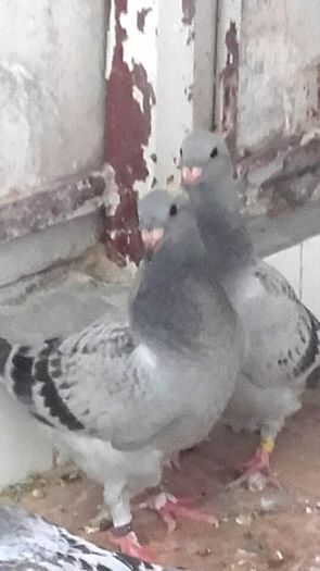 ----2016----frati de cuib