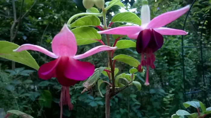 WP_20160714_19_36_01_Pro