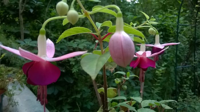 WP_20160714_19_36_55_Pro