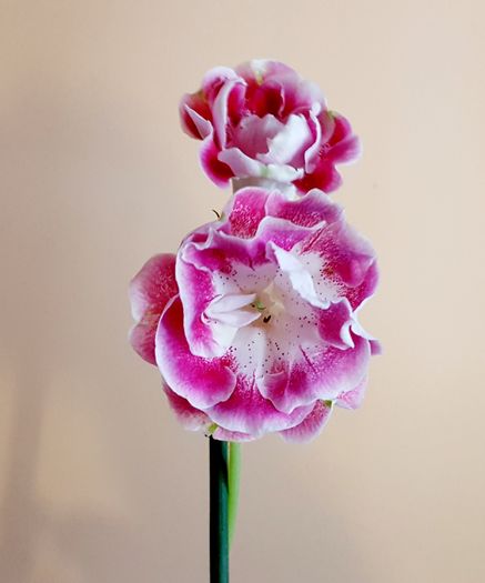 Sharm - Gloxinia