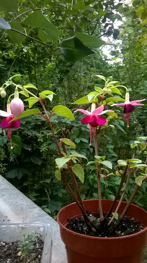 WP_20160714_19_37_49_Pro