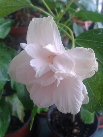 20160720_085952 - Hibiscus