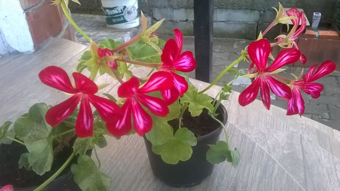 WP_20160718_10_33_55_Pro