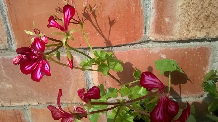 WP_20160717_09_40_37_Pro