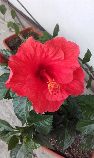 20160720_091506 - trandafirii chinezesti-hibiscus rosa sinensis