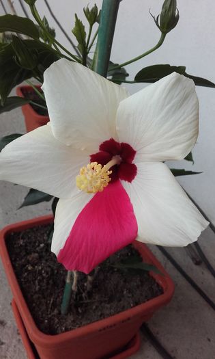 20160720_090650 - trandafirii chinezesti-hibiscus rosa sinensis