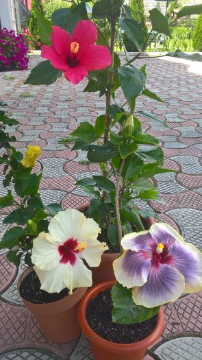 WP_20160720_10_40_45_Pro