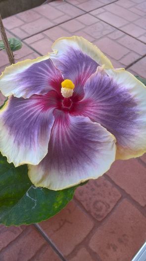 WP_20160720_10_34_49_Pro - Hibiscus Tahitian Taui