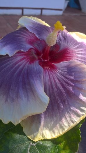 WP_20160720_10_36_28_Pro - Hibiscus Tahitian Taui