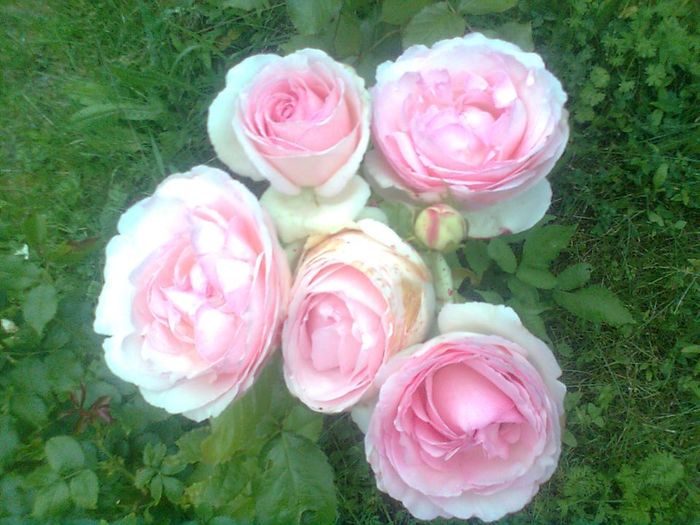 TRANDAFIR - EDEN ROSE