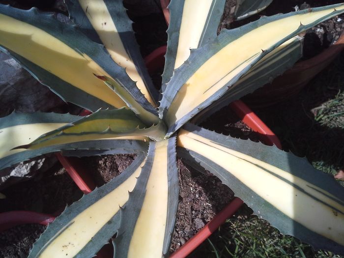 agava americana mediopicta aurea - agave colectie proprie