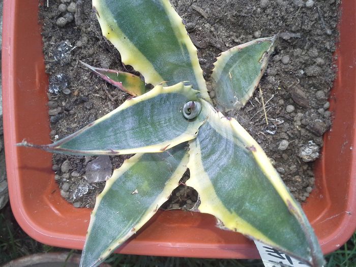 agava salmiana crassispina marginata