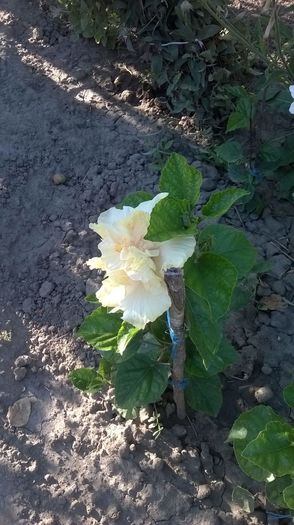 IMG-20160716-WA0002
