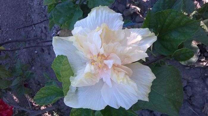 IMG-20160716-WA0004