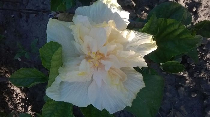 IMG-20160716-WA0005