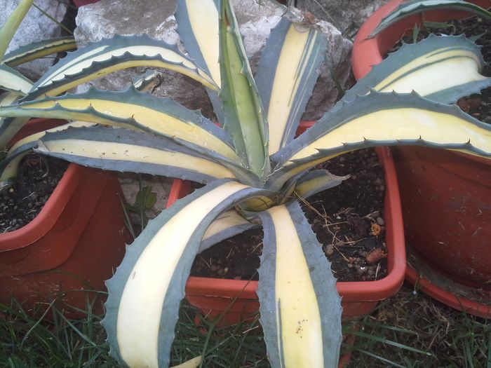 agava ameicana mediopicta aurea - agave colectie proprie