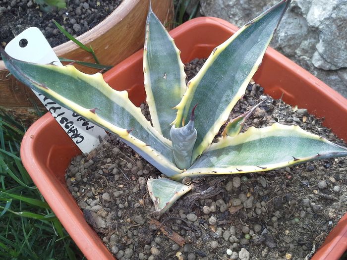 agava salmiana crassispina marginata