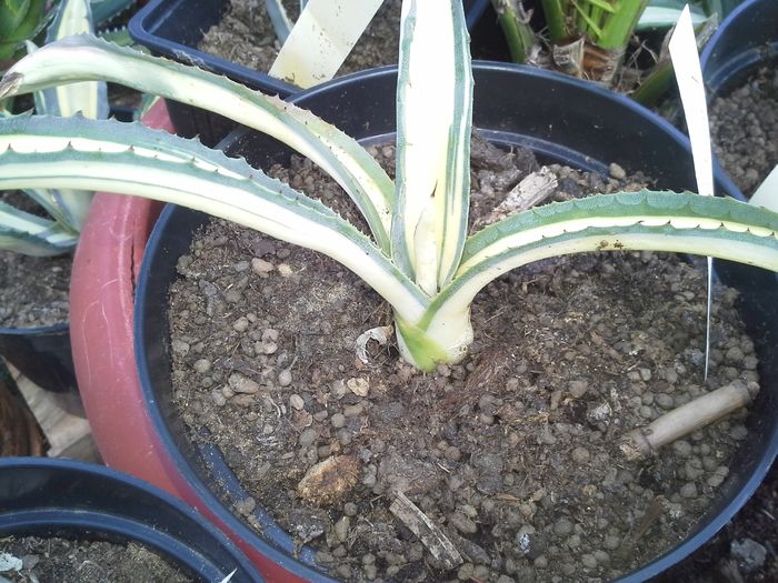 agave ingens mediopicta lutea