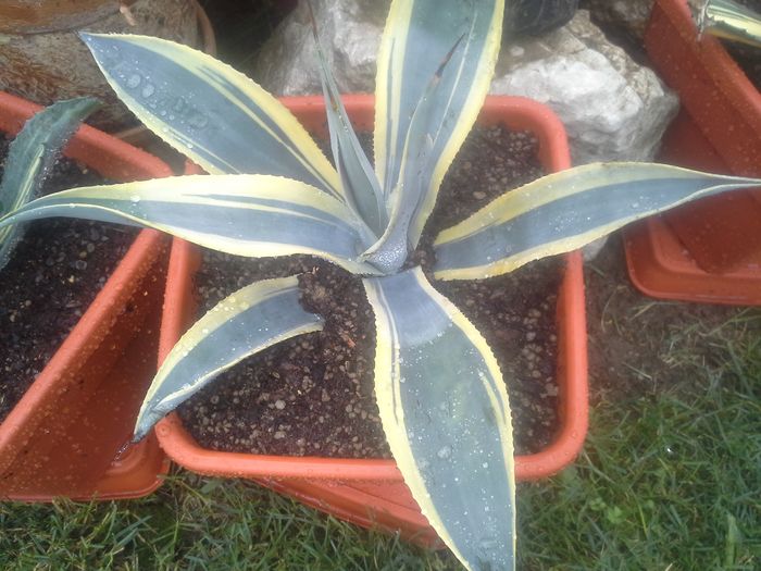 agava neglecta arizona star