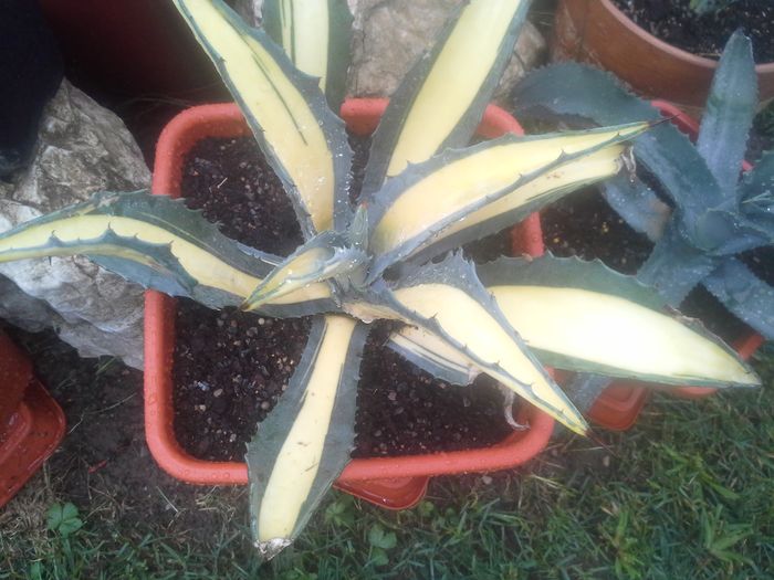 agava americana mediopicta aurea - agave colectie proprie