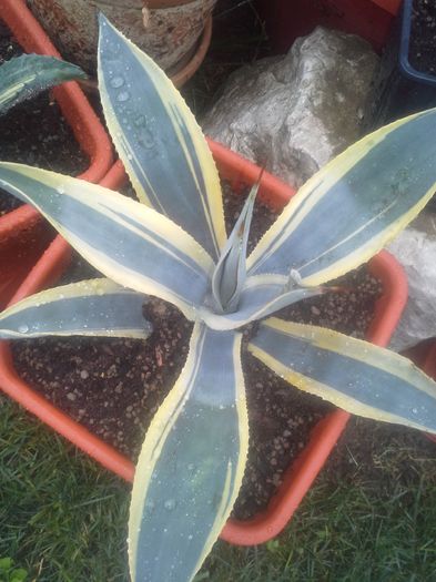 agave neglecta