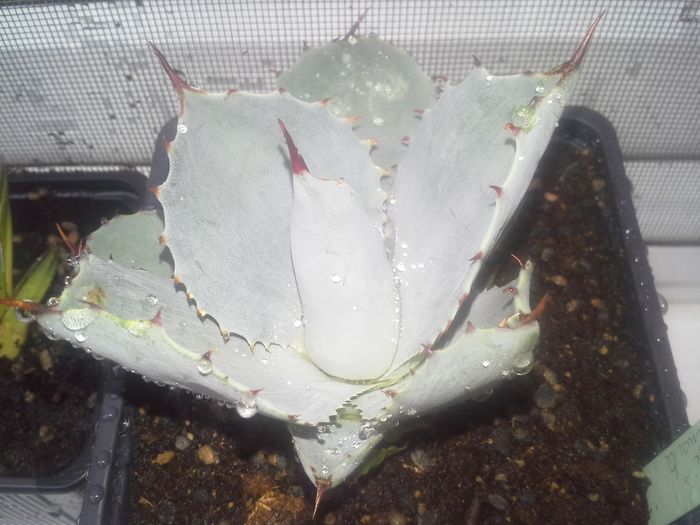 agave parryi truncata