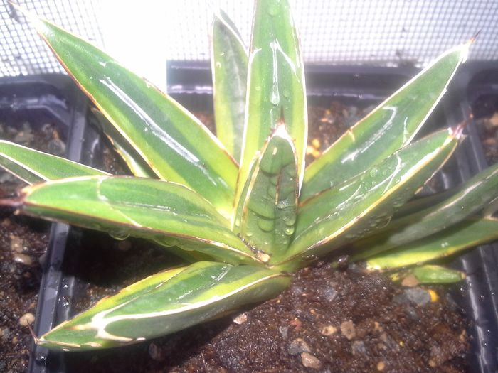 agava victoria reginae variegata