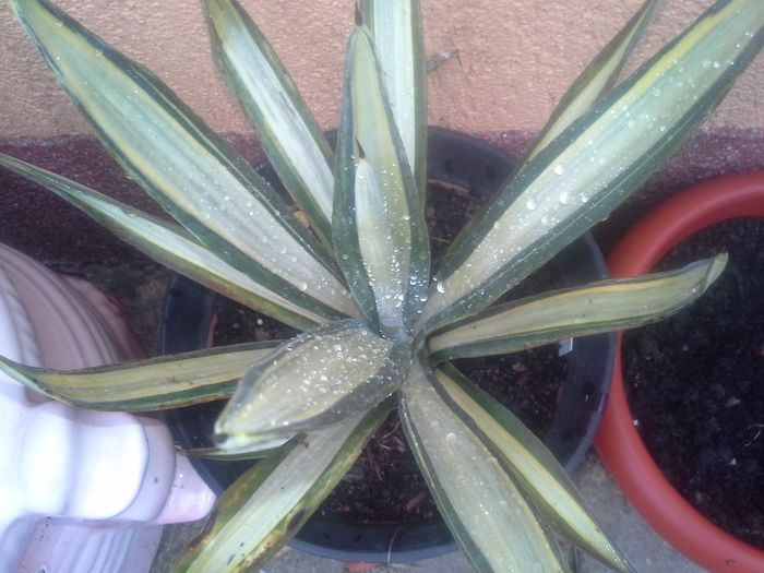 agava sisalana mediopicta pallida