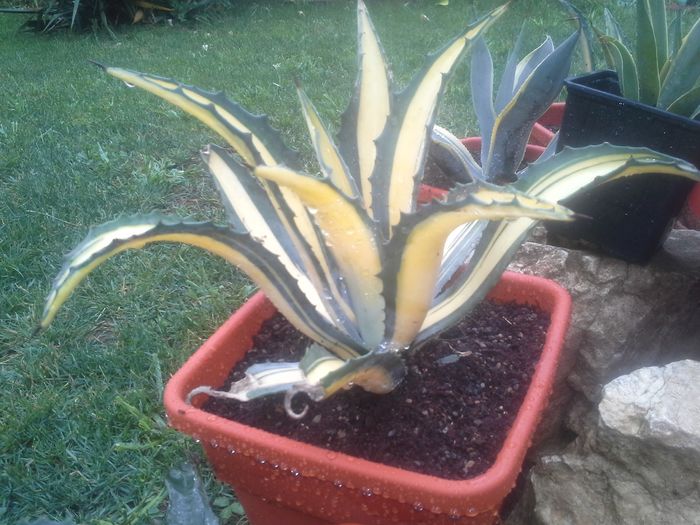 agave mediopicta aurea - agave colectie proprie