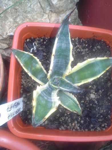agava salmiana crassispina marginata